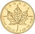 Picture of Damaged Maple Leaf